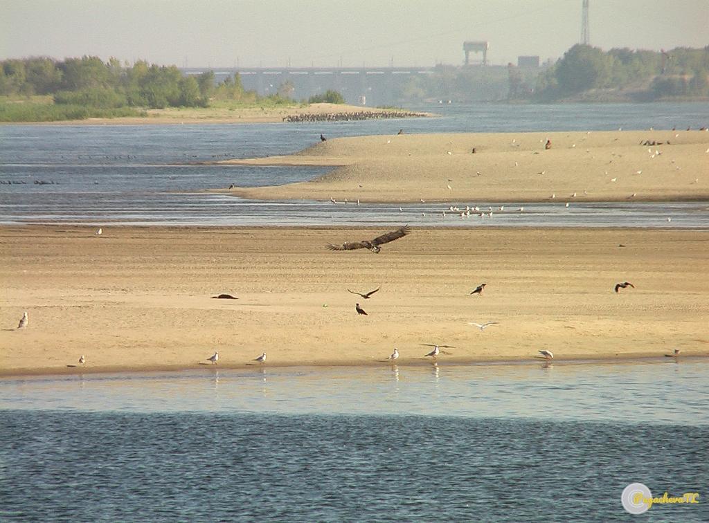 Нажмите для увеличения. Песчаные отмели и птичий базар в районе Цимлянской ГЭС (Фото из архива Пугачевой Т.Л.) 