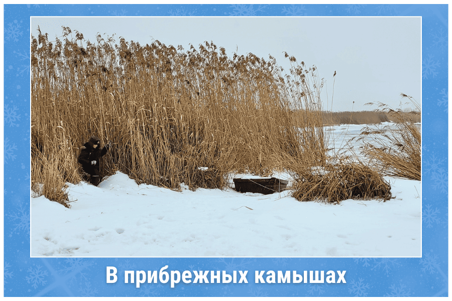 В прибрежных камышах В прибрежных камышах