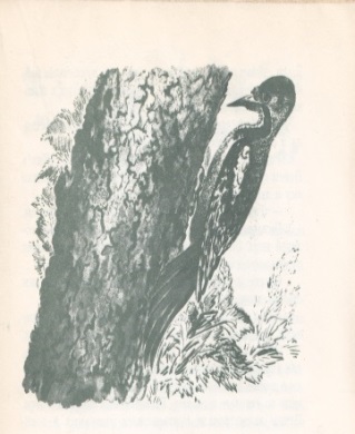 Нажмите для увеличения. Бианки, В. В. Лесные разведчики. Фото книги из фонда библиотеки 