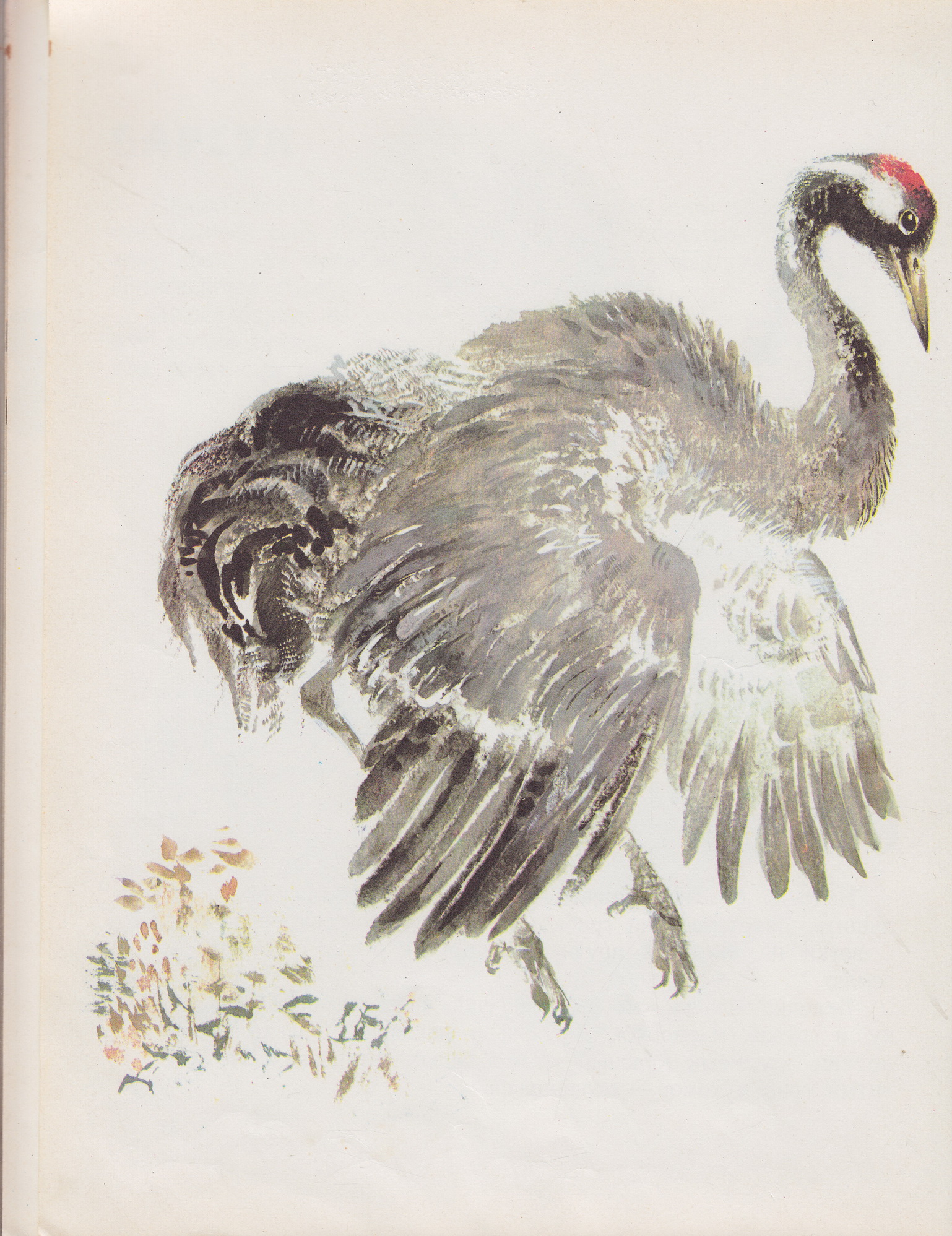 Нажмите для увеличения. Чарушин, Е. И. Моя первая зоология. Фото книги из фонда библиотеки 
