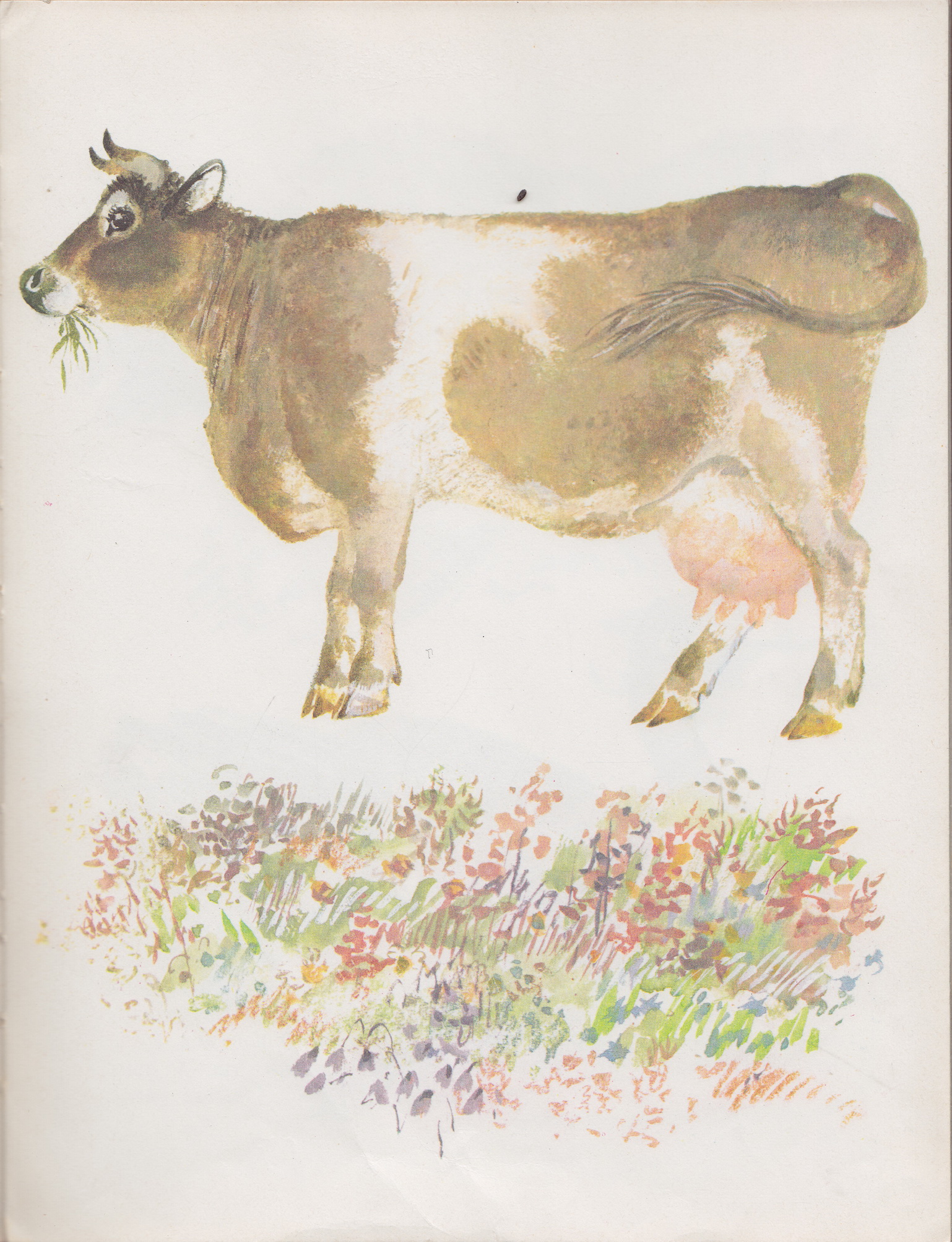 Нажмите для увеличения. Чарушин, Е. И. Моя первая зоология. Фото книги из фонда библиотеки 