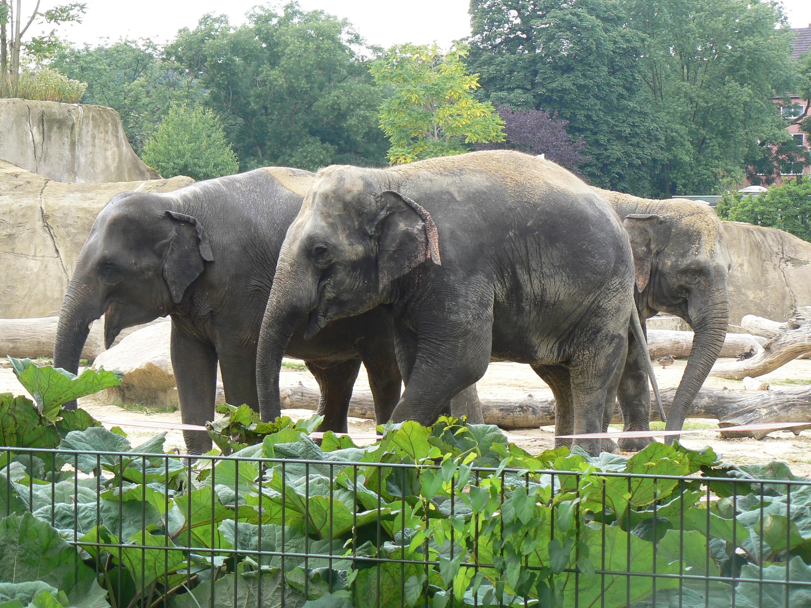 Нажмите для увеличения. Всемирный день защиты слонов в зоопарках.. Фото с сайта https://esliustal.ru/all/parki-razvlecheniy/aziatskie-slony-elephas-maximus-v-zooparke-kelyn